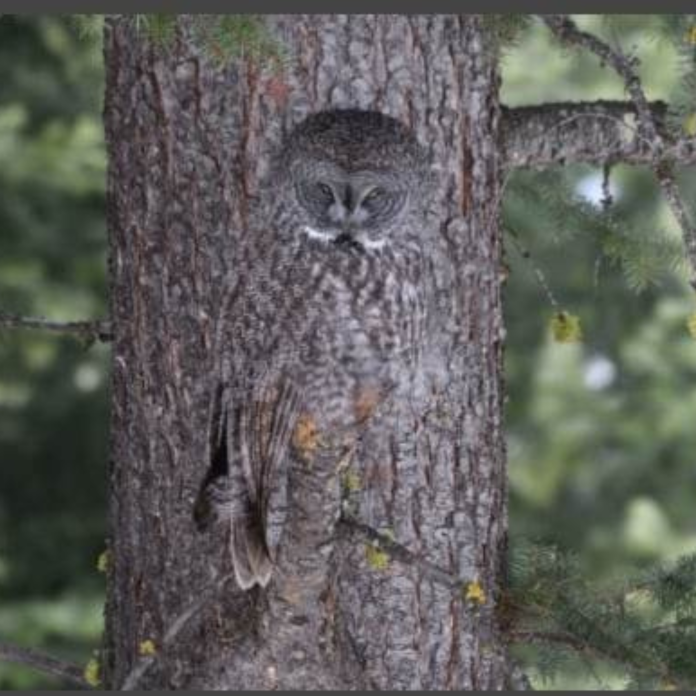 This Camouflaged Grey Owl Bending into The Tree is Extremely Hard to Spot