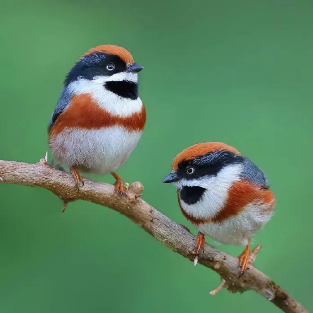 20 Pictures of a Bird Called a Black-Throated Bushtit