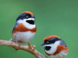 20 Pictures of a Bird Called a Black-Throated Bushtit