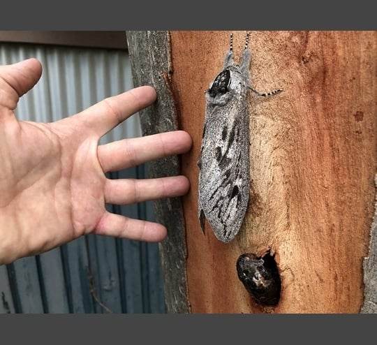 Explore the Majestic Giant Wood Moths