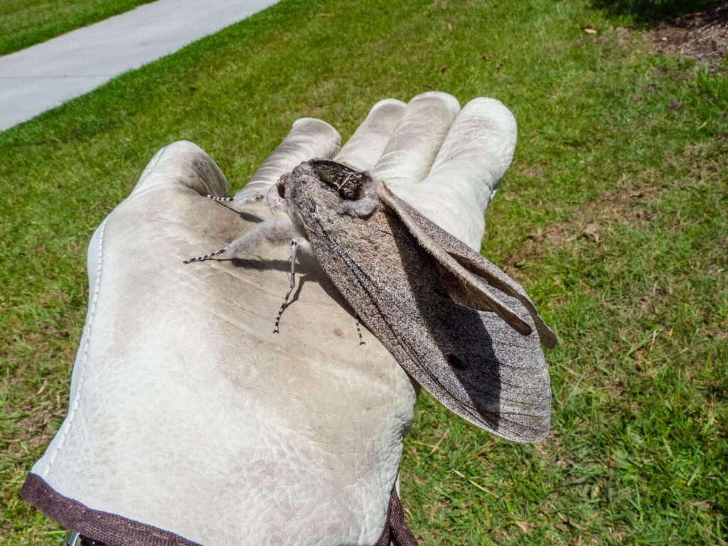 Explore the Majestic Giant Wood Moths