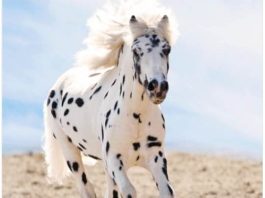 15 The Most Unique And Extraordinary Horse Breeds That Shows Nature's Creativity