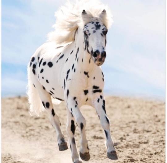 15 The Most Unique And Extraordinary Horse Breeds That Shows Nature's Creativity