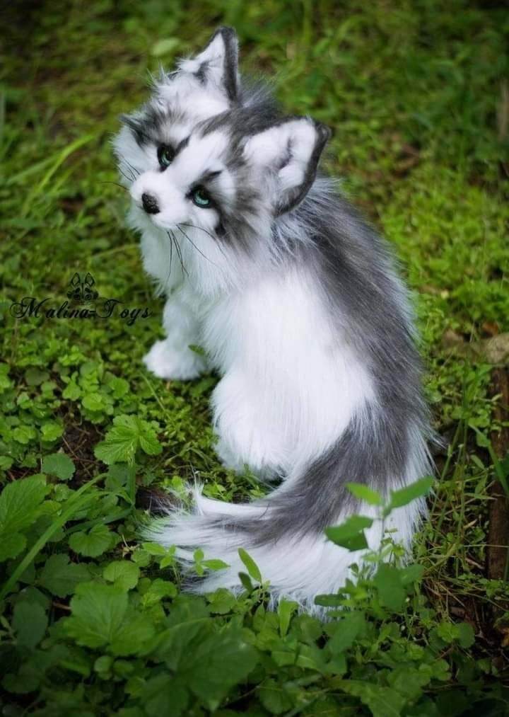 Discover the Beauty of the Canadian Marble Fox
