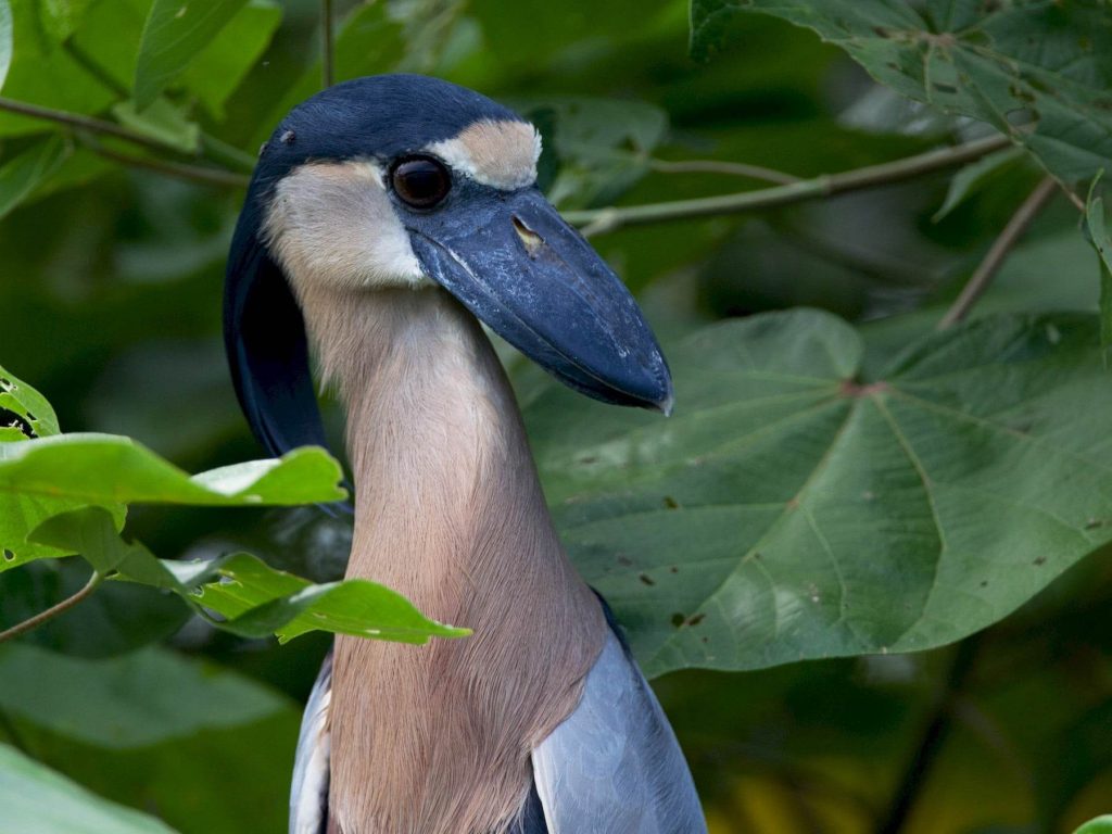 The Boat-billed Heron (Cochlearius cochlearius)
