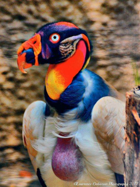 The King Vulture, also known as Sarcoramphus papa