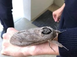 Explore the Majestic Giant Wood Moths