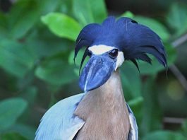 The Boat-billed Heron (Cochlearius cochlearius)