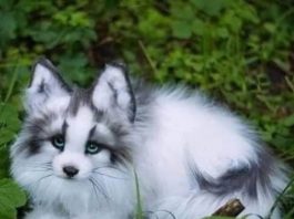 Discover the Beauty of the Canadian Marble Fox