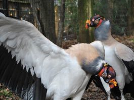 The King Vulture, also known as Sarcoramphus papa