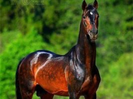 The Akhal-Teke, a Sparkling Golden Horse