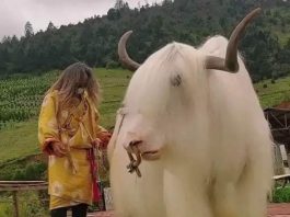 Discover the Enchanting Beauty of the Rare Tibetan White Yak - The Snow White Wonder!