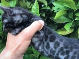 A Bengal Kitten That is Black in Color