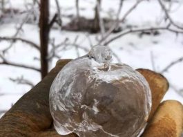 Unveiling the Secret of Ghost Apples: An Incredible Natural Phenomenon!