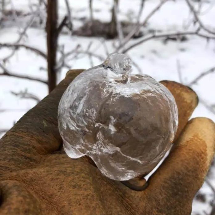 Unveiling the Secret of Ghost Apples: An Incredible Natural Phenomenon!