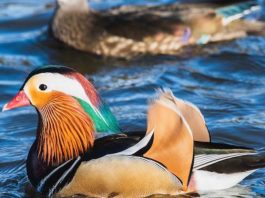 The Mandarin Duck: A Stunningly Beautiful Bird That Captivates the World's Attention