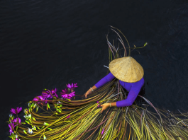 Awe-Inspiring Photos of the Mekong Delta Lilies in Vietnam