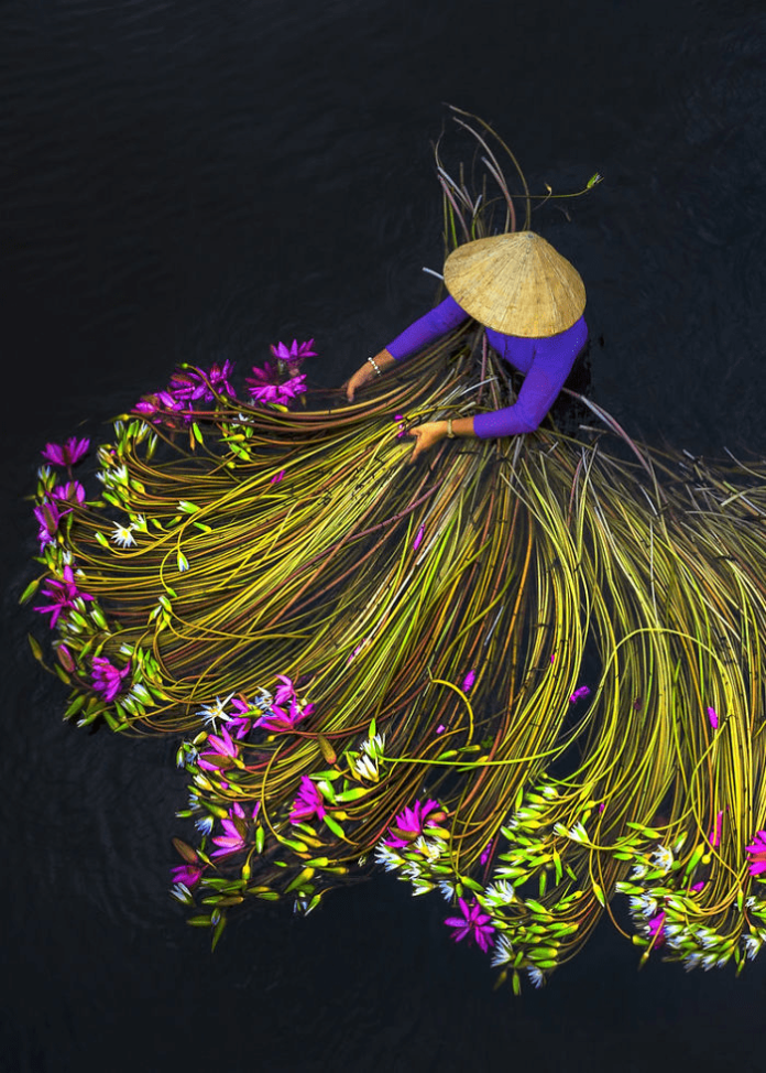 Awe-Inspiring Photos of the Mekong Delta Lilies in Vietnam