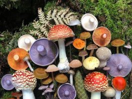 Favorite Mushroom Varieties