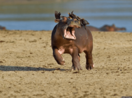 Funny Hippo vs. Oxpeckers