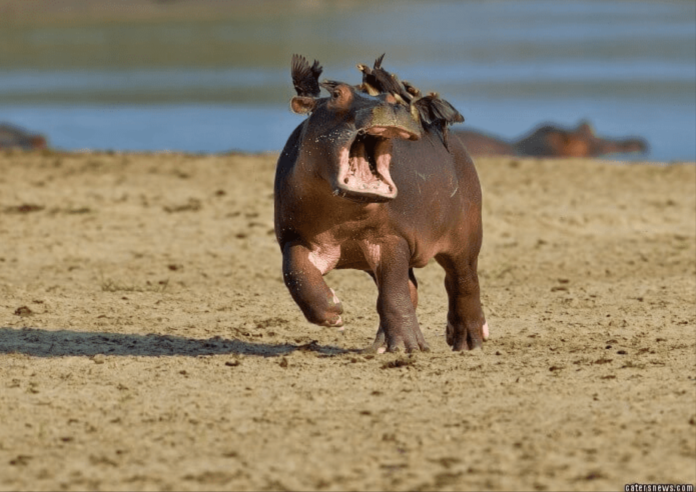 Funny Hippo vs. Oxpeckers