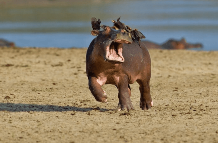 Funny Hippo vs. Oxpeckers